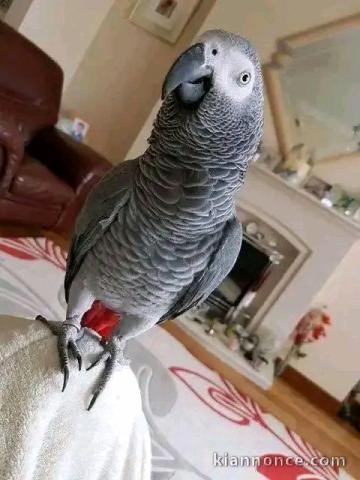 je donne perroquet gris du Gabon 