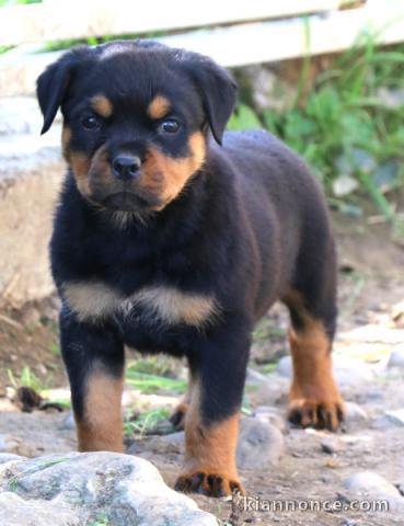 chiot rottweiler disponible pour adoption 
