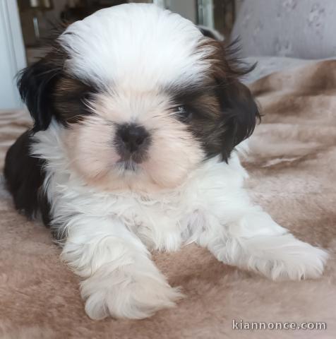 chiot Shih Tzu a donner 