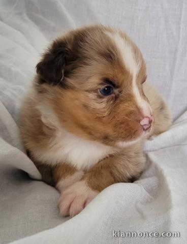 je donne chiot berger australien disponible 