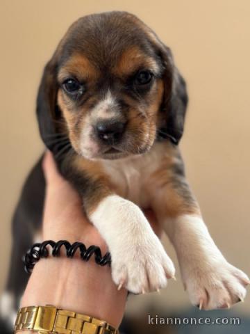 je donne chiot beagle disponible pour adoption 