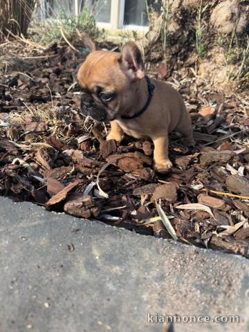 je donne chiot bouledogue français disponible 