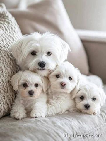 chiot bichon maltais à donner 