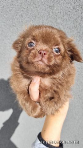 chiot chihuahua femelle a donner 