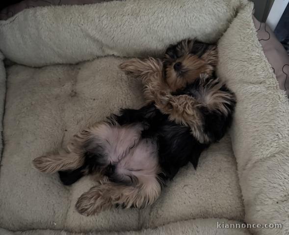 je donne chiot Yorkshire terrier femelle 