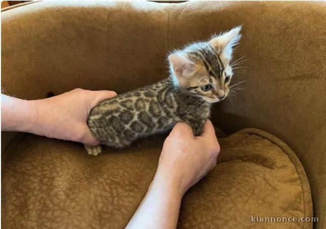 je donne mon chaton Bengal disponible 