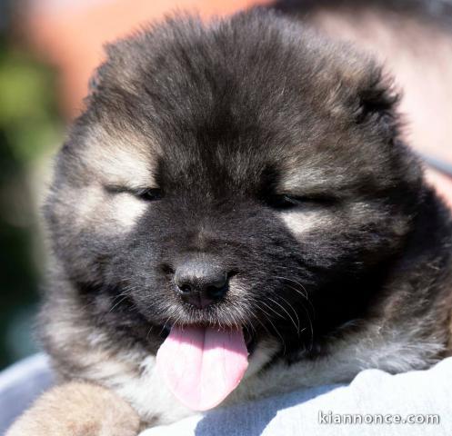 Chien de Berger du Caucase – Chiots