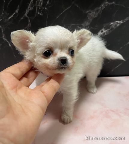 je donne chiot chihuahua femelle 