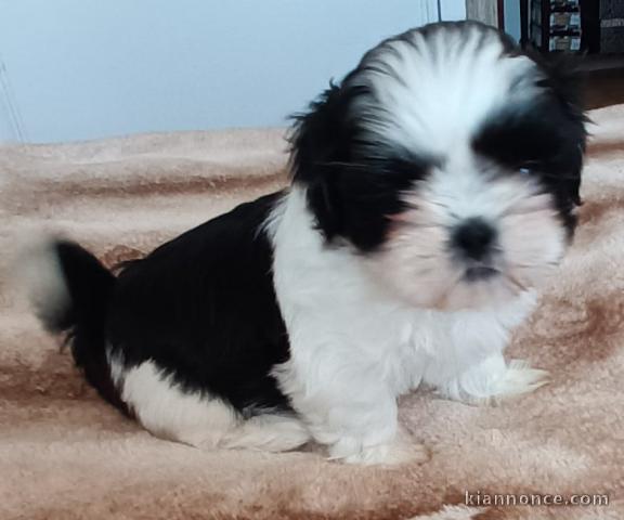 magnifique chiot Shih Tzu a donner 