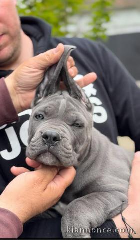 Cane Corso chiots à vendre