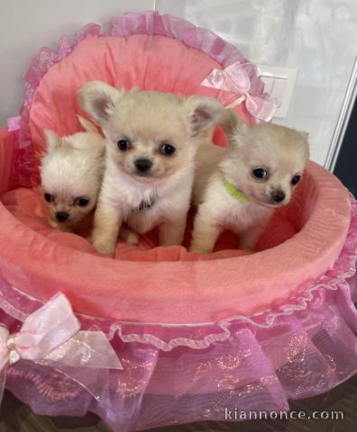chiot chihuahua femelle et mâle disponible 