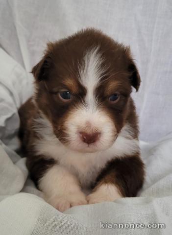 chiot berger australien disponible pour adoption 