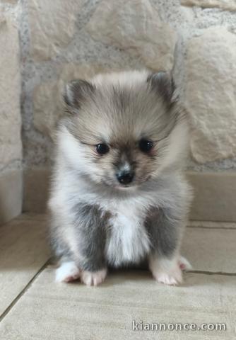 chiot spitz allemand race pure disponible 