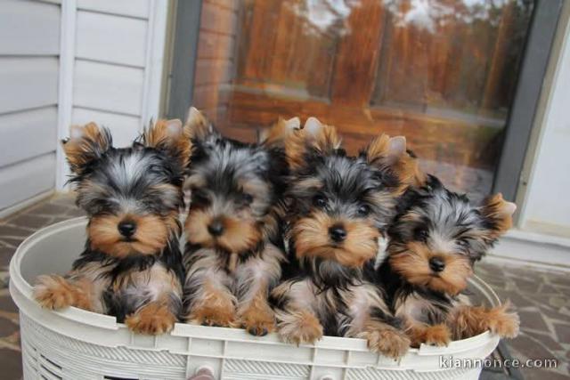 Dons chiot Yorkshire terrier 