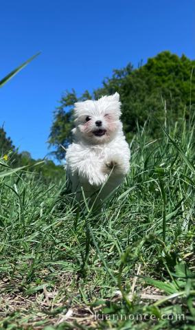 chiot bichon maltais à donner mâle 