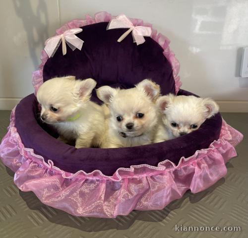 chiot chihuahua disponible pour adoption 