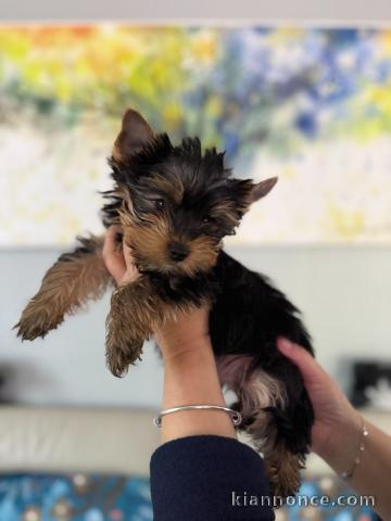 chiot Yorkshire terrier femelle 