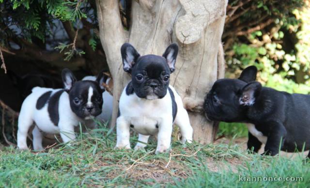 chiot bouledogue français à donner 