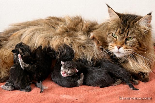 chaton maine coon mâle a donner 