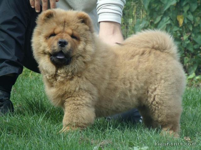 chiot chow-chow a donner 