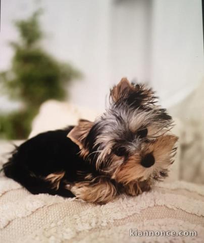 je donne chiot Yorkshire terrier 