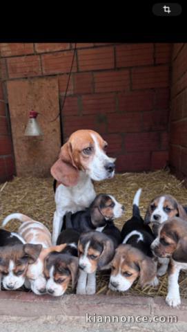je donne chiot beagle disponible 