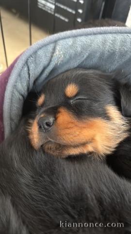 chiot rottweiler disponible pour adoption 