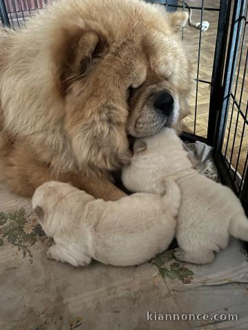 chiot chow chow mâle à donner 