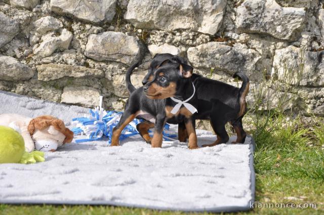 je donne chiot pinscher nain disponible 