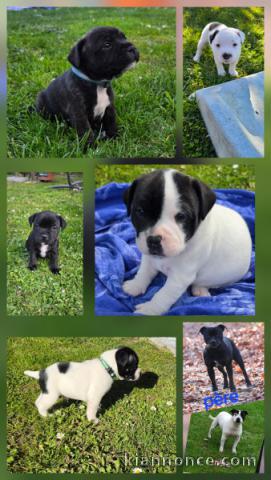 chiot Staff disponible pour adoption 