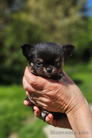 je donne chiot chihuahua femelle 
