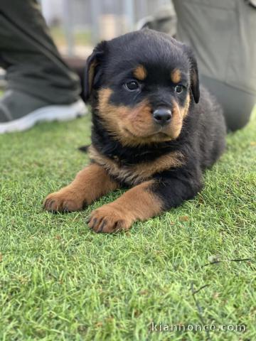chiot rottweiler disponible pour adoption 