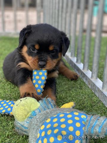 je donne chiot rottweiler disponible 