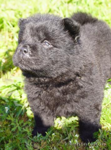 magnifique chiot chow-chow a donner 