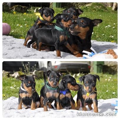 chiot pinscher nain disponible 