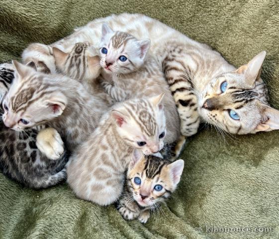 magnifique chaton Bengal pour l\