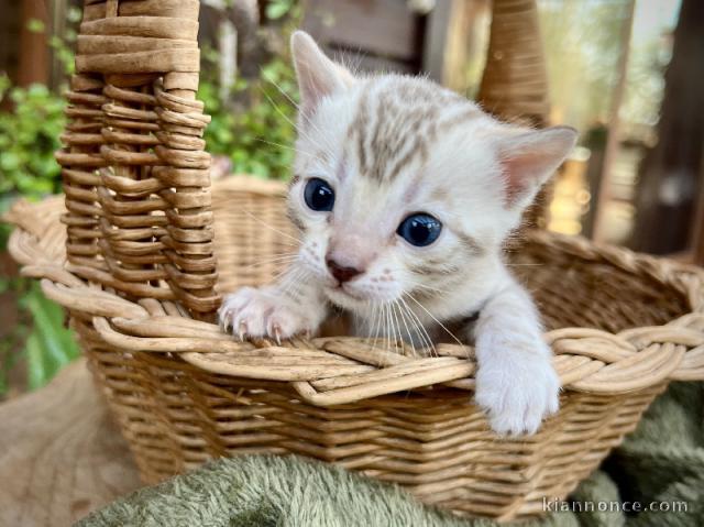 chaton Bengal disponible mâle a donner 