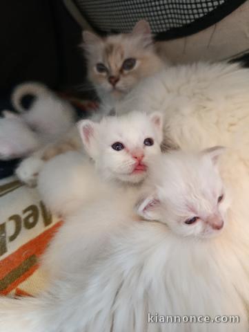 annonce chaton ragdoll 
