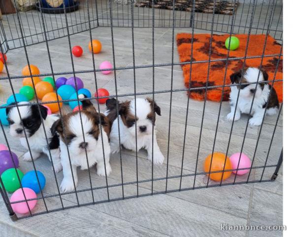 chiot Shih Tzu lof magnifique 