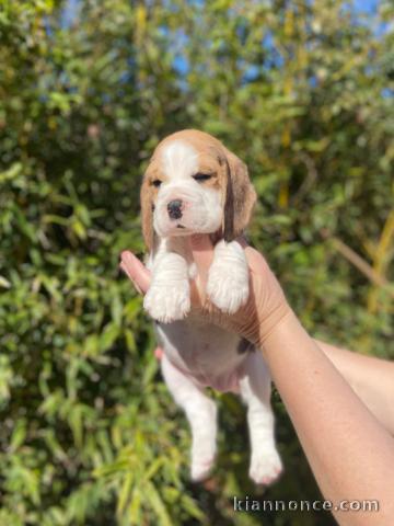 je donne chiot beagle disponible femelle 