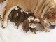 A réserver chiot bulldog anglais