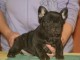 Dispo 2 bébés bouledogue français