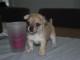 chihuahua a poils courts