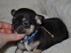 Magnifique chiot type chihuahua (femelle)