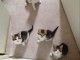 Bébés chatons type européen