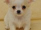 Magnifiques Chihuahuas