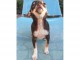 Femelle miniature type chihuahua