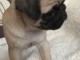 chiots  5 femelles et 3 carlin lof disponible