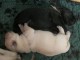 Magnifiques Chiots labradors lof