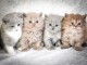 Superbes Chatons British Shorthair Pure Race
